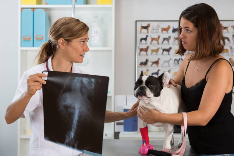 צילום רנטגן לכלב - חיותא - ביטוח בריאות לכלב